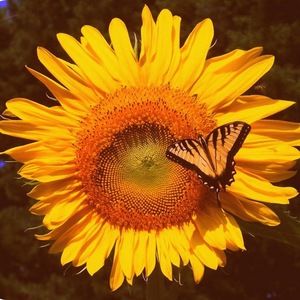 Meet your Posher, Ellen